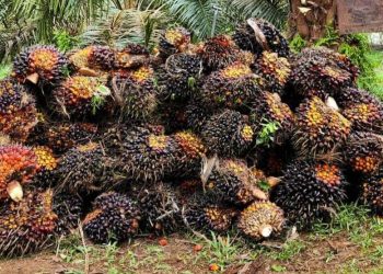 Kabar Baik untuk Petani Sawit Kaltim, Harga TBS Menguat hingga Rp3.561 per Kg