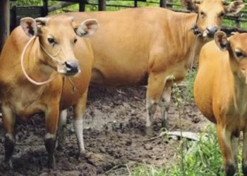 Peternak Kaltim Diminta Siapkan Silase hingga Penampungan Air