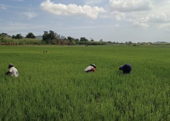 Kekeringan Meluas ke Lahan Pertanian, 48 Hektare Sawah Samarinda Terancam