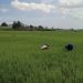 Kekeringan Meluas ke Lahan Pertanian, 48 Hektare Sawah Samarinda Terancam