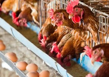 Ayam Ras Picu Tekanan Harga di Kutim, Pemkab Perketat Pengawasan Distribusi