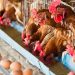 Ayam Ras Picu Tekanan Harga di Kutim, Pemkab Perketat Pengawasan Distribusi