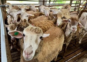 Pasokan Belum Cukup, Domba Jadi Komoditas Andalan Baru Ketahanan Pangan Kaltim
