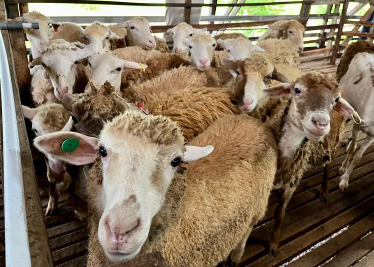 Pasokan Belum Cukup, Domba Jadi Komoditas Andalan Baru Ketahanan Pangan Kaltim