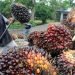 Petani Sawit Kaltim Bisa Tersenyum, Harga TBS Kembali Menguat