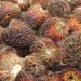 Harga Sawit Kaltim Melemah, TBS Tertinggi Rp3.542 per Kg
